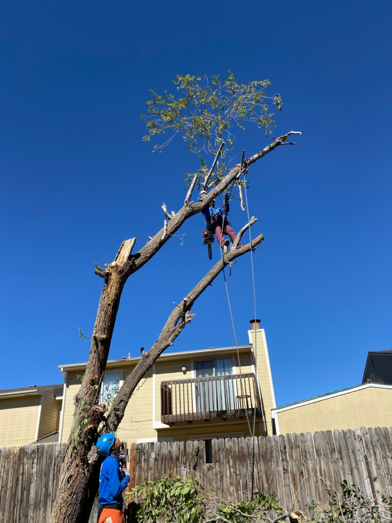 New Dawn Tree Service - Tree Service Service In Aurora, CO