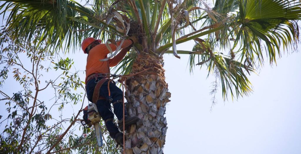 Tree Trimming Services