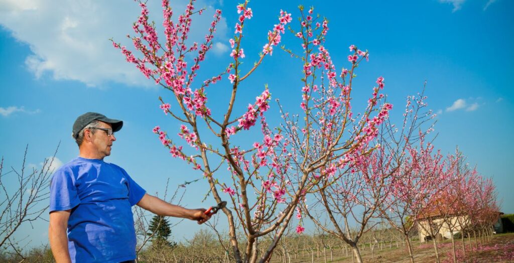 Best time to trim fruit trees